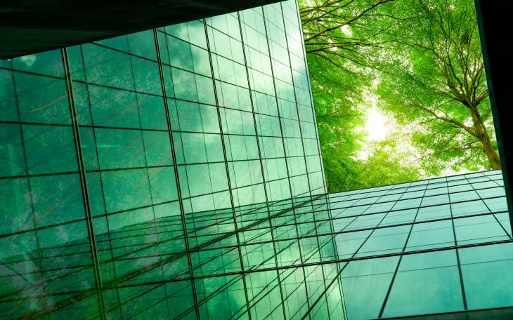 Ground up view of green leaves on trees