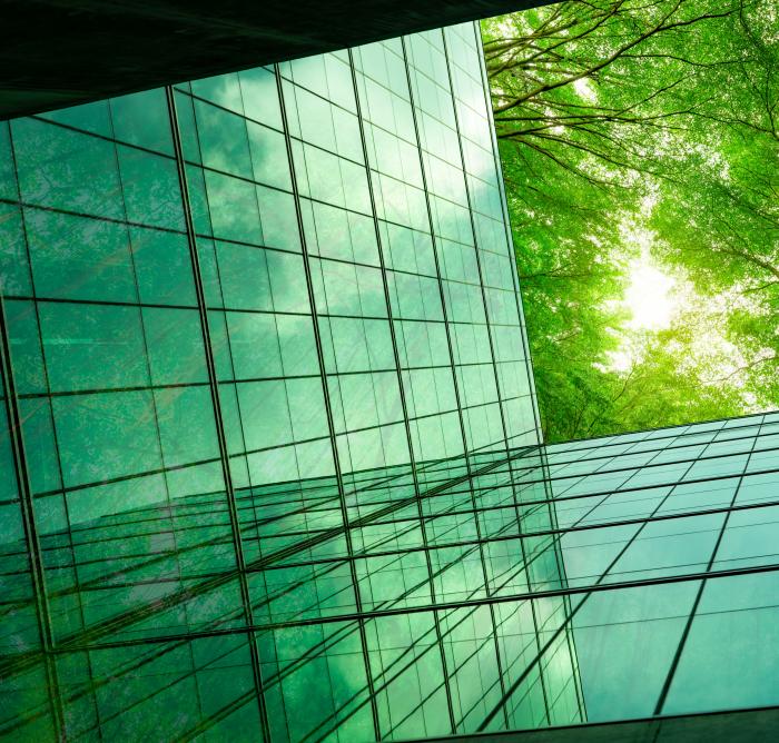 Ground up view of green leaves on trees